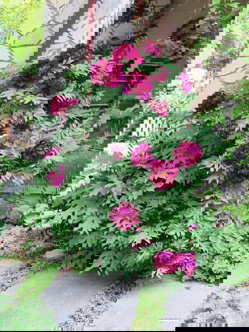 Bee Balm Companion Plants