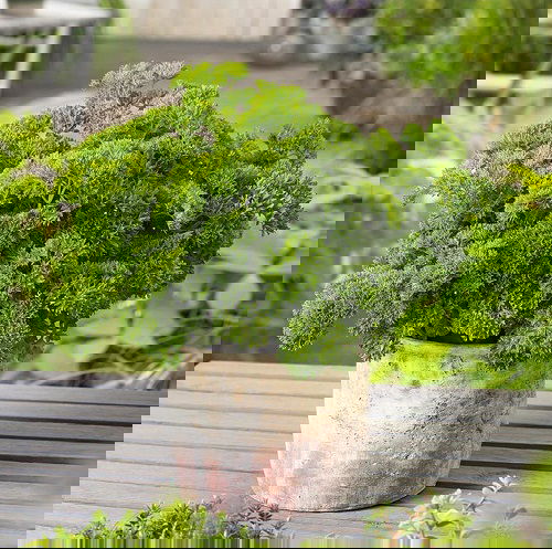 Herbs You Can Grow in Fall/Autumn