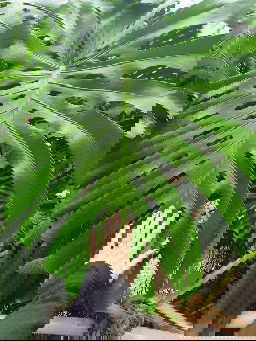 How to Grow a Big Beautiful Monstera 5