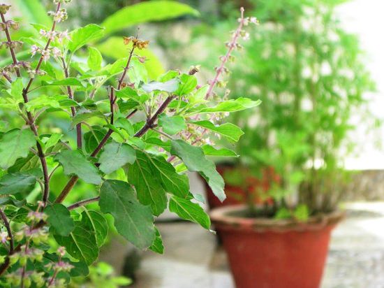  Most Sacred Plants in the World 5