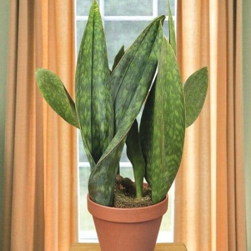 Types of Snake Plant - Sansevieria ‘Moonshine’