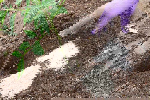 Epsom Salt While Transplanting