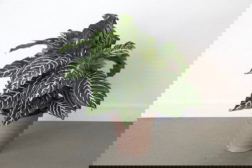 Zebra Plant