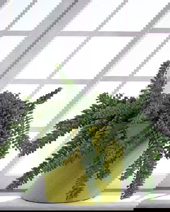 Burro's Tail