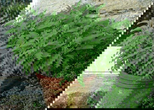 Strawberry Companion Plants 7