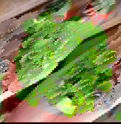 Beautiful Kalanchoe Types 9