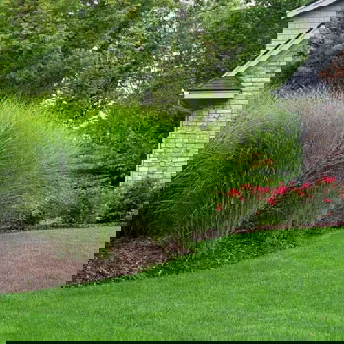 Green Maiden Grass on the Garden Border