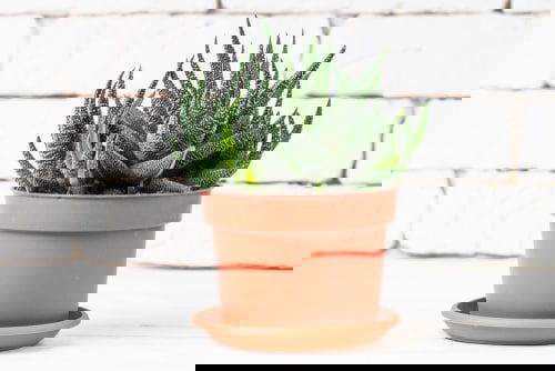Haworthia