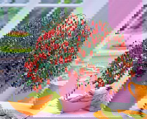 Beautiful Kalanchoe Types 2