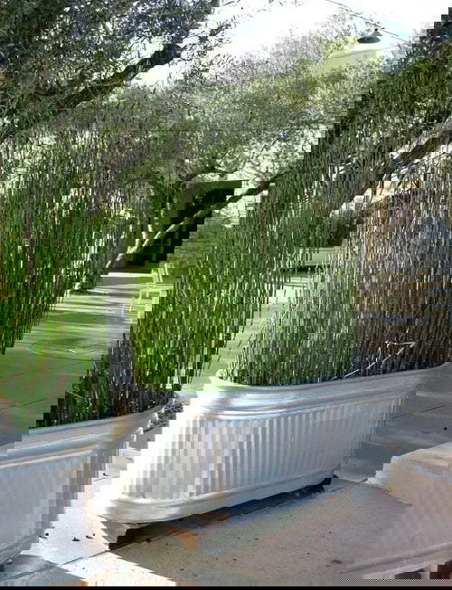 Ornamental Grass Hedge