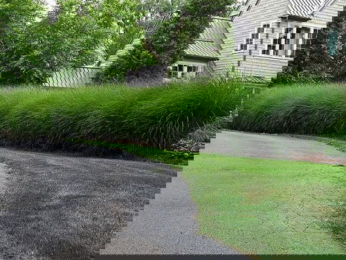 Tall Grass Privacy Ideas You Must Try 6