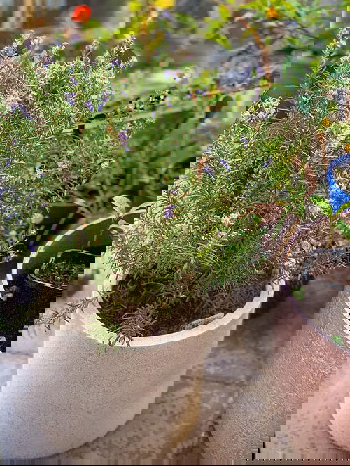 Herbs You Can Plant in the Fall