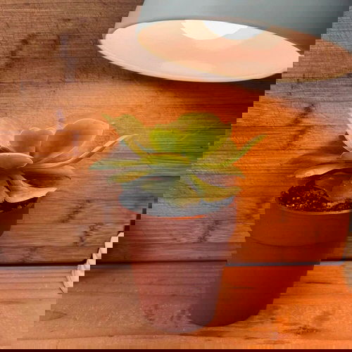 Use a Full Spectrum Lamp For Warmth
