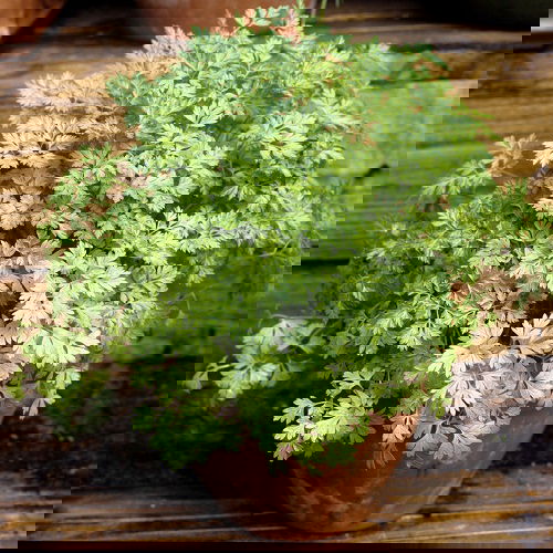 beautiful Herbs You Can Grow in Fall/Autumn 