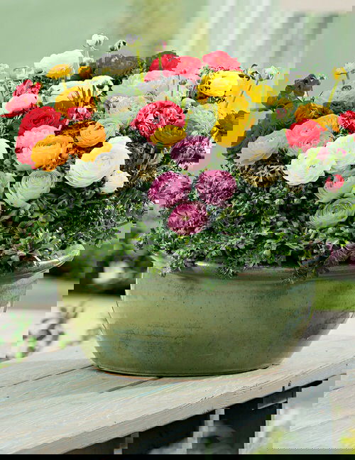  Most Sacred Plants in the World 4