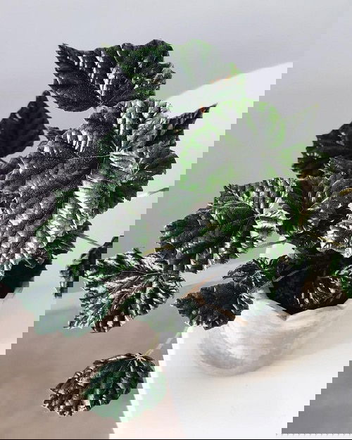 Metallic Sheen Indoor Plants 4