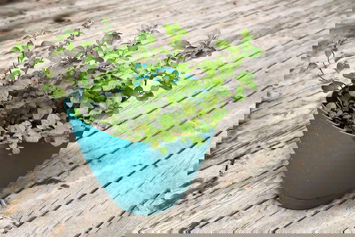 beautiful Herbs You Can Plant in the Fall