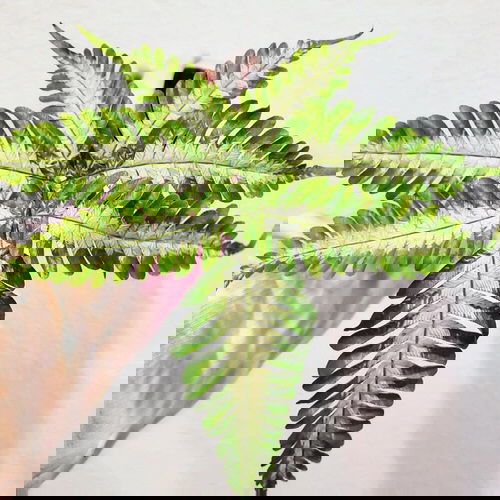 Ferns with Most Beautiful Fronds 9
