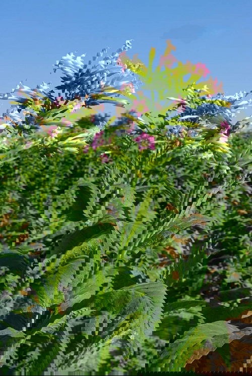 Nicotiana are Sunflower Companion Plants