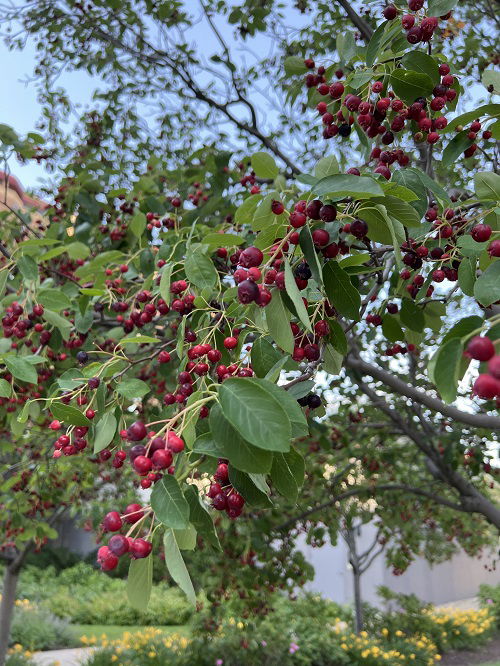 Red-berrying trees