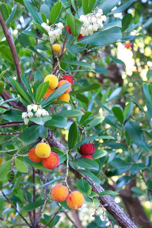 top Trees with Red Berries 21