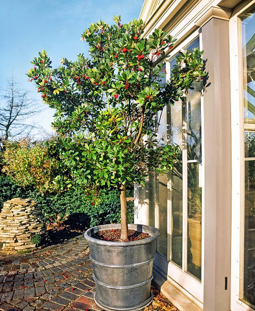 little Red-berrying trees