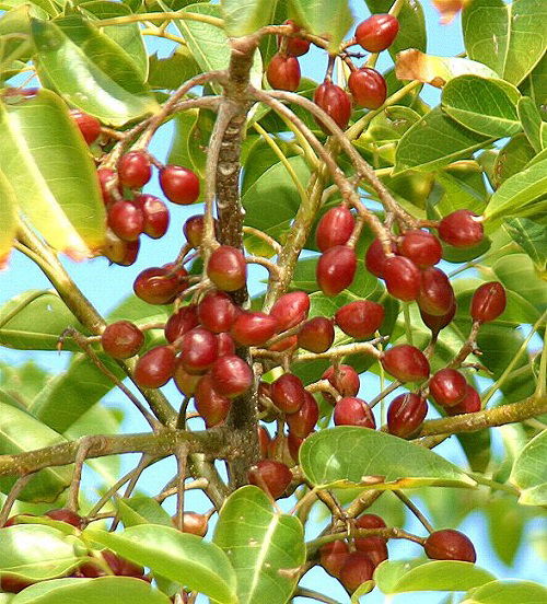 best Trees with Red Berries