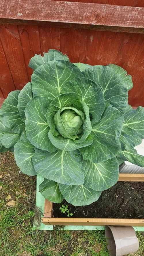 Frost Tolerant Vegetables You Can Grow in October