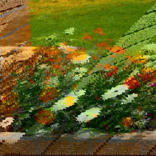 calendula are Sunflower Companion Plants