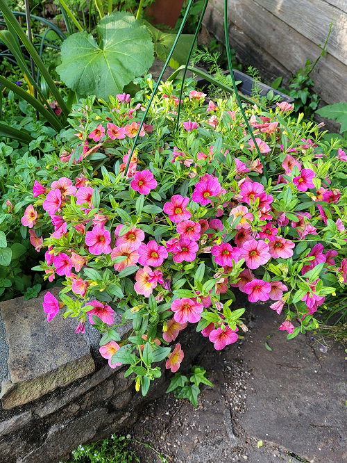 hanging Companion Plants for Roses to Keep Pests Away