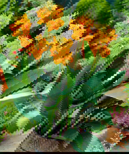 Best Types of Canna Lily Varieties  17