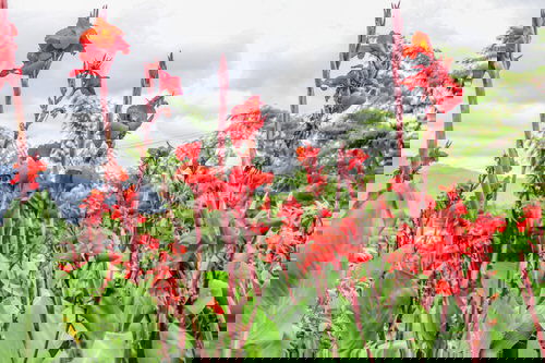 Best Cultivars of Canna Lily 16