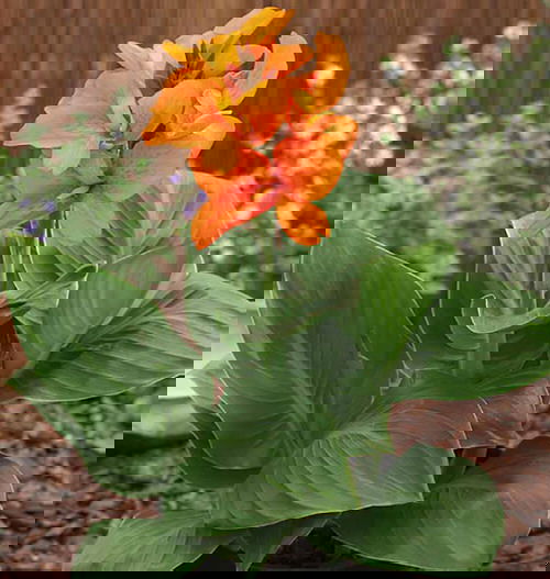 Best Types of Canna Lily Varieties  25