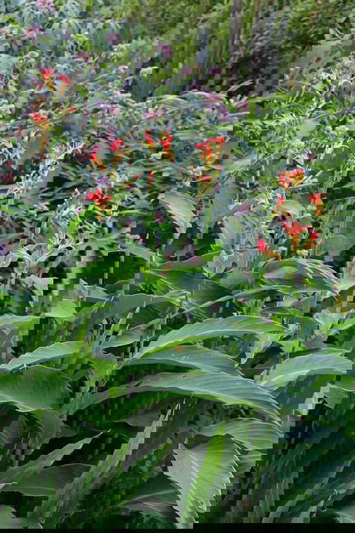 Best Cultivars of Canna Lily 26