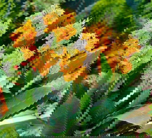 Best Types of Canna Lily Varieties  7
