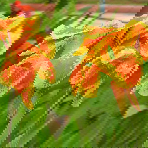 Best Types of Canna Lily Varieties  13