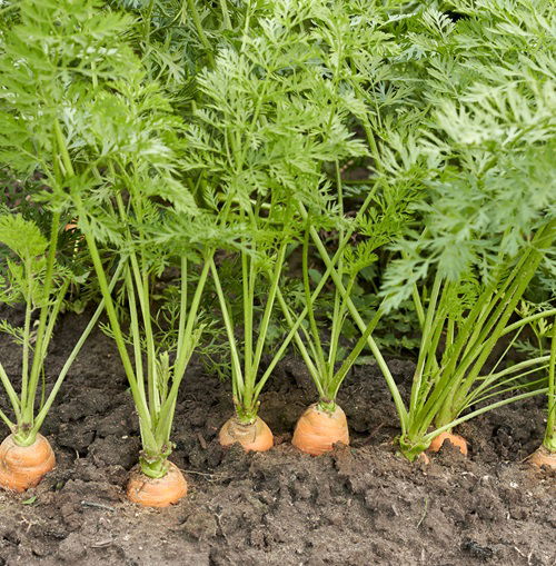 top October Vegetables That Can Withstand Frost