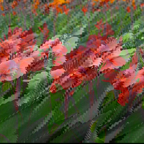 Best Cultivars of Canna Lily  4