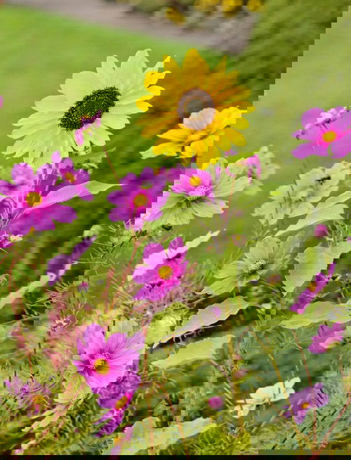 Best Sunflower Companion Plants cosmos
