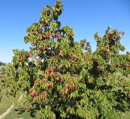 top Trees with Red Berries