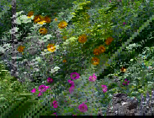 Best Sunflower Companion Plants Dahlias 