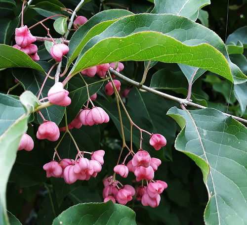 top best Trees with Red Berries