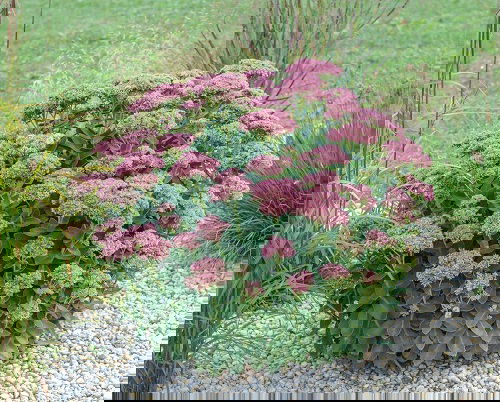 Gorgeous Fall and Winter Color with Succulents 