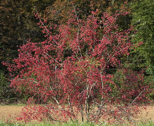 Red berries on trees 