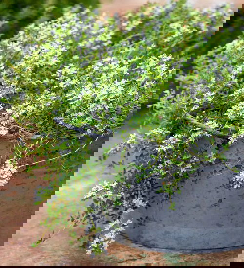 Strawberry Companion Plants 9