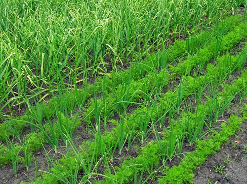 Garlic Companion Plants for Carrots