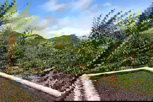 dry Tips on Harvesting Coffee