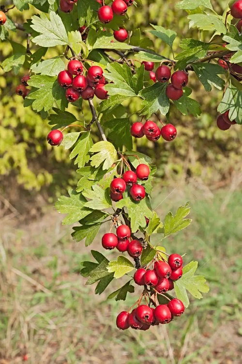 top best Trees with Red Berries