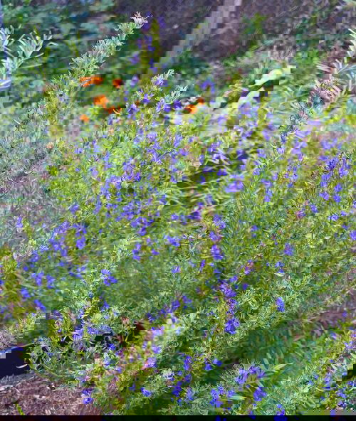 hyssop officinalis in garden 1