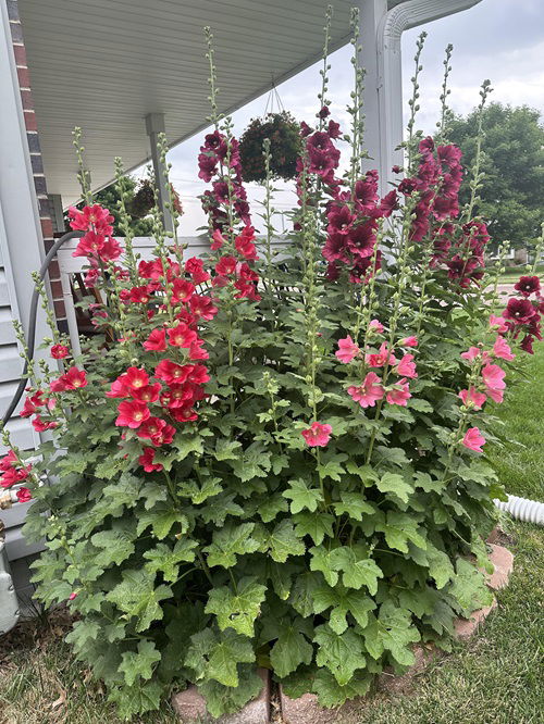 Best Short-Lived Perennials